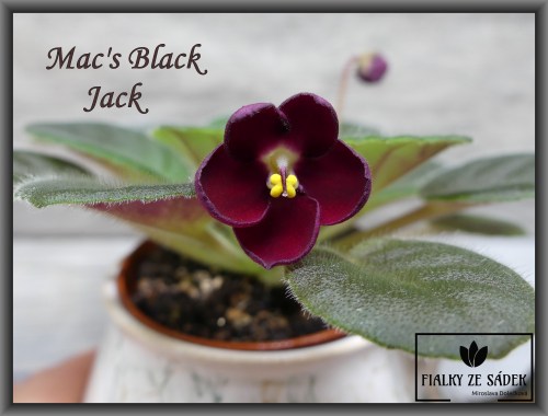 Mac's Black Jack